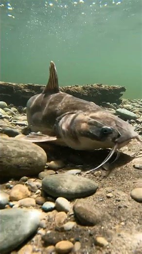 🤯 SHOCKING Best Fish Bite Bait EVER! You Won't BELIEVE What Worked! 🎣