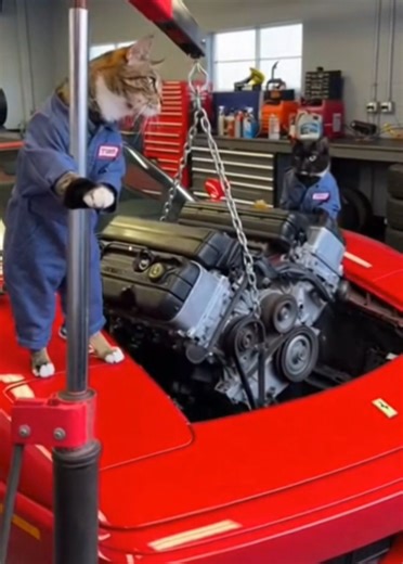 I hope that shop has insurance #mechanicats #catslovers #cat #fyp #catsoftiktok