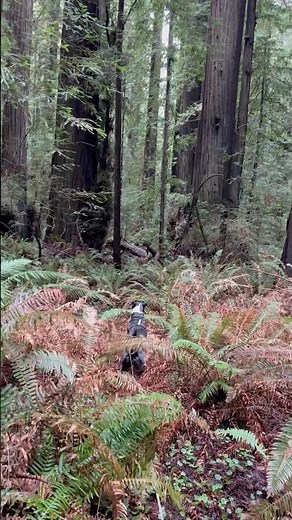 Walking Summit thru a redwood grove 🌲🐾❤️ #pnwlife #pacificnorthwest #pnwhiking #nature #redwoods
