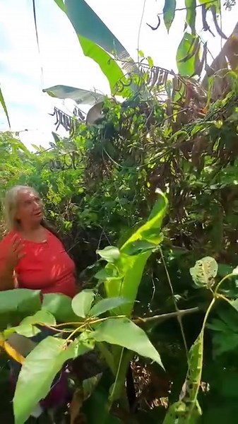 Mí mamá nos explica como funciona el cultivo de el loroco para los que quieren sembrar... 👍 | Mr.Garra