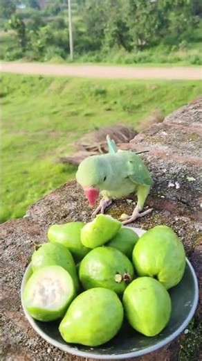 Beautiful parrot images ❤️🦜#shortvideo #youtubeshorts #subscribe #like #shorts