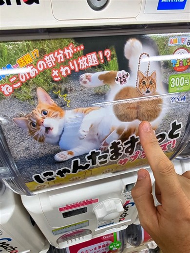 Japanese Cat Gachapon: Best New Gashapon Collectibles