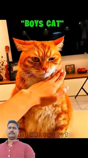 Girls Cat vs Boys Cat 😺⚡ | Cute vs Crazy Cat Battle #Shorts
