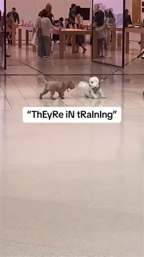 The Truth about Service Dogs: Laws, Training, and Myths Debunked