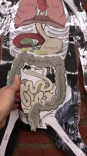 Exploring the Digestive System with Play Doh