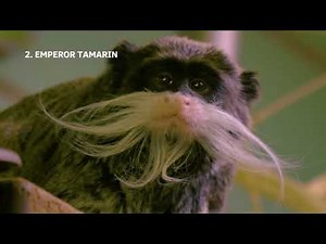 You should know these 10 types of monkeys because they are so cute and unique!