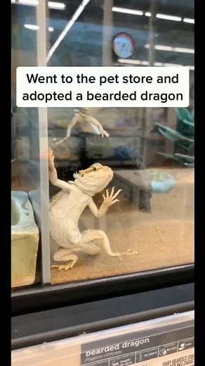 204K views · 2.9K reactions | Bearded Dragon Life on Reels | Facebook