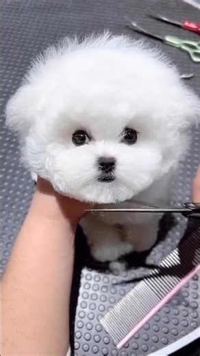 Cutest Pomeranian puppy ❤️❤️ Pomeranian playing video 💕 Pomeranian puppy Videos 🐾 #pomeranian #cute