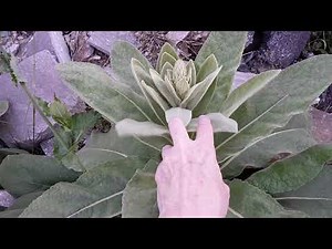 How to Harvest Mullein