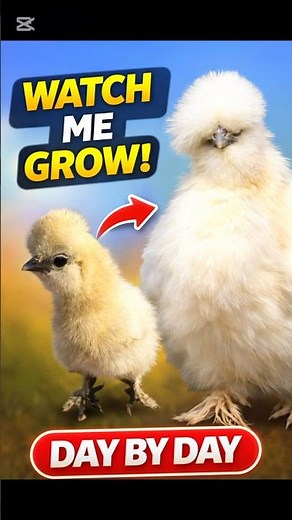 Watch it ..❣️ | White Silkie chicken | #silkiechicken #chicken