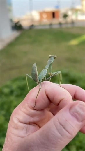 Releasing a praying mantis that was crossing a busy highway