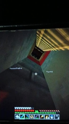 Minecraft SMP parrot 🦜 Big Bird and his friend the bird...