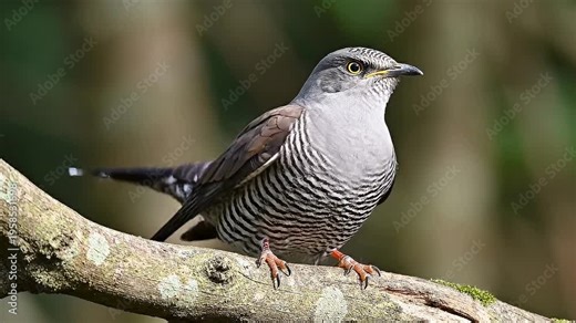 A cuckoo (Cuculus canorus) stands on a bare branch in its natural environment. Yellow eyes and orange legs are visible, 4K UHD