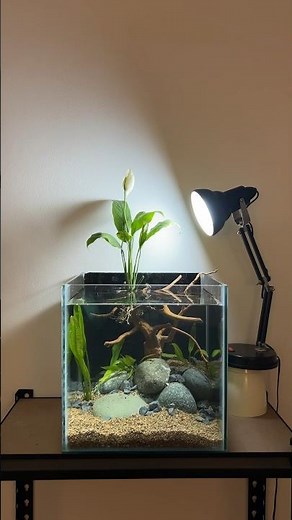 Peace Lily Betta Tank Setup