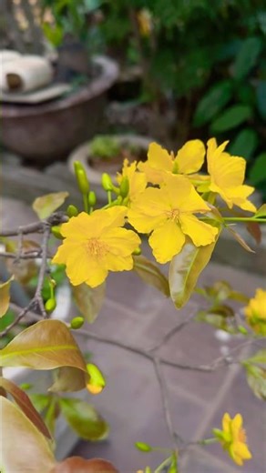 노란 꽃이 화려하게 피었다.281) #노란꽃 #꽃 #자연 #flower #nature