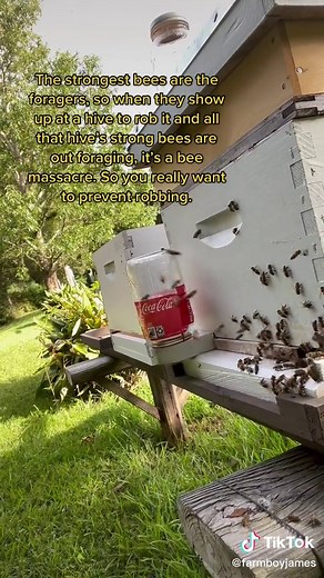 How to prevent robbing in honey bees? You can change the entrance location to confuse the intruders or you can throw a wet blanket over the hive. If bees are robbing there probably aren’t enough natural resources. You can feed them sugar water or just close the hive with a wet blanket over top, because they aren’t bringing in much nectar anyways. Follow for part two where I demonstrate the techniques #honeybees #robbery #bees #savethebees #gardentok #fyp