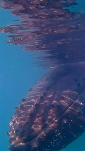 Listen to this whale song!!! 📣🔊 What do you think this kind of communication is? Volume up! 🐋 Captured in Australia, this clip features humpback whale sounds that defy the typical ‘song’ stereotype. Offering a totally different acoustic experience. 🩵 📸Research activities conducted under appropriate state and federal permits and following animal ethics approval. #pacificwhalefoundation #pwf #australiawhale #whalesong | Pacific Whale Foundation