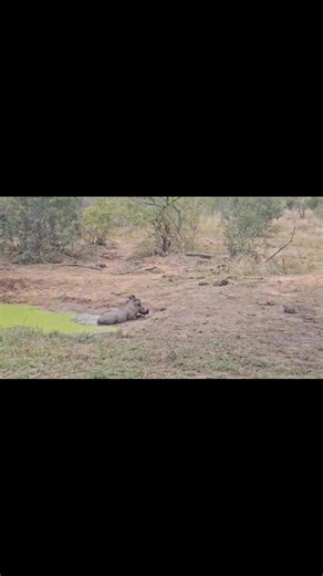 43K views · 447 reactions | Kasongo having a bubble bath | Travel adventure and tours | Facebook