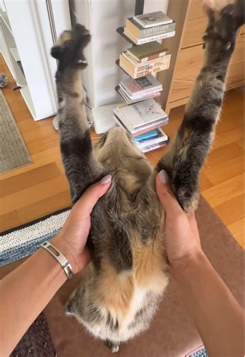 Cat Stretching Routine: Watch This Adorable Moment