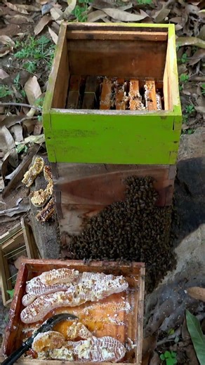Fixing bur combs #honey #honeybees #beefarm #beekeeping #beekeeper #udumalpet #farming #tamilnadu
