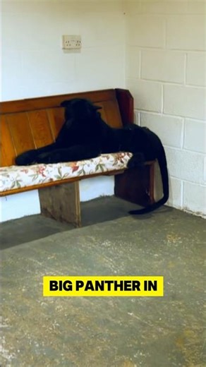 Panther Appears Right in Front of Fisherman #wildlife #unexpected