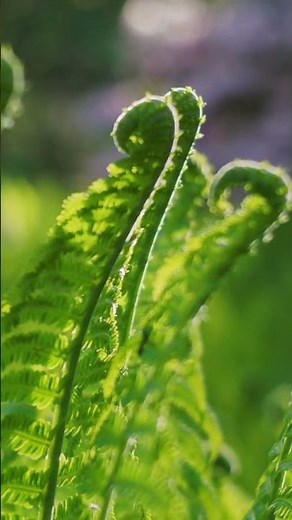 The Enigmatic Reproductive Method of Ferns: A Spore-Based Approach to Sustaining Genetic Diversity