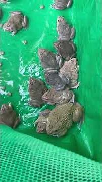 #frogs 🐸 #animal #nature #wildlife