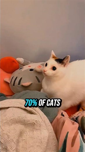 Why Your Cat Attacking? #shorts #facts