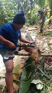 Cutting abaca fiber #abaca | Remon Saludo