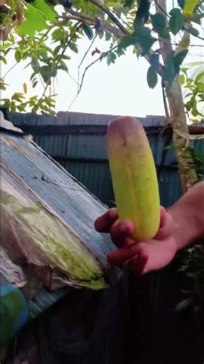 Why you need to grow your own cucumbers #homegrown #gardenlife #tips