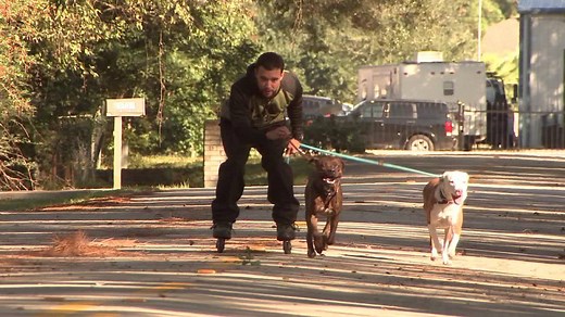 2.3M views · 40K reactions | HOUSTON'S DOG WHISPERER: Maurice Gassiott is the last hope for rescue dogs with aggression issues. He's on a mission to save as many dogs that might otherwise be put to sleep.   bit.ly/2zzXJFA | FOX 26 Houston | Facebook