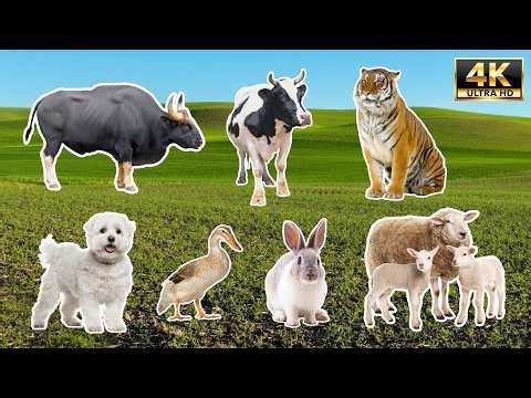 100 Animal Sounds & Names in 4K | Learn Animals (No Voiceover) | Age Animals