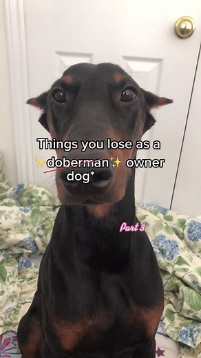 Funny Doberman Shadow Video