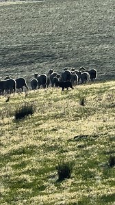 3.3K views · 20 reactions | Yesterday was an amazing day and better still the rain has arrived. Very busy day on farm yesterday and didn’t have time to share with my followers. Farm life is the best. | Supreme Kelpie Stud | Facebook