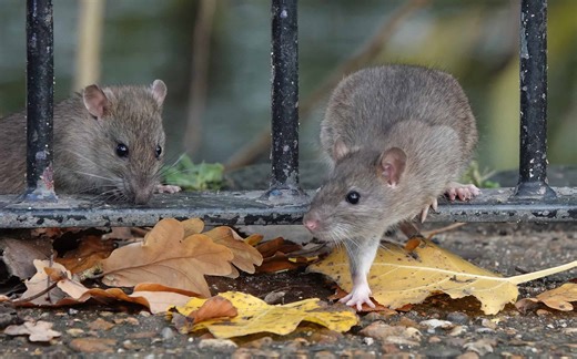The Most Rat Infested Places in the U.S.