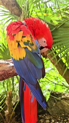 Scarlet macaw parrot Xcaret aviary Playa del Carmen Mexico tropical Caribbean jungle park bird life