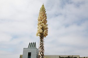 'Our Lord's Candle' Exhibits Once-in-a-Lifetime Bloom in Estuary