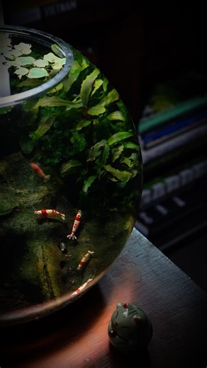 19K views · 1.5K reactions | Closeups of the 3 planted low tech shrimp bowls. I’ve used only slow growing low light plants such as Bucephalandra and Cryptocoryne in these aquariums to keep them as low maintenance as possible. I do small weekly water changes. #shrimptank #caridina #neocaridina #plantedaquarium | Qball Aquatics | Facebook