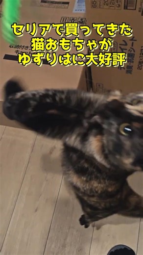 セリアのおもちゃが大好評！でコスパ最強🤩 / Seria's cat toy is a big hit! Best cost performance 🤩 #サビ猫 #cat #猫のいる暮らし