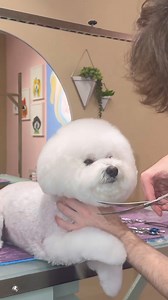 Shaving down a BICHON! #dogs #funnyanimals #doggrooming | It’s Mike TV