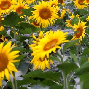 3.4K views · 441 reactions | An idyllic farming scene paints a rosy picture of bustling harvesting in better-off rural areas across China. Farmers are embracing a bountiful autumn harvest, utilizing extensive machinery deployment and high-tech inventions to maximize their output. #NationalDay #BetterLife #FarmLife | China Plus Culture | Facebook