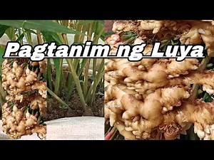 Paano magtanim ng Luya