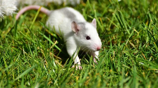 'Vampiric' treatment extends lifespan of lab rat. Can it be used in humans?