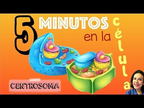 Centrosoma y centriolos - 5 minutos en la célula. Bio[ESO]sfera