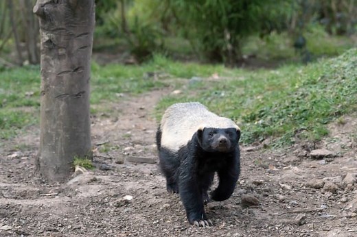 14 Honey Badger Facts - Fact Animal