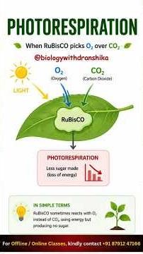 Photorespiration: when plants lose more than they gain. #photo #respiration #rubis #plantbiology