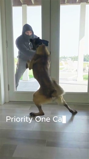 Trained Protection Dogs for Sale | Belgian Malinois & German Shepherds | Priority 1 Canine