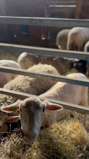 A little sheep barn clip to start your weekend off right.🐑 #Sydell Sydell Inc. #Sheep | Ingendahl Acres, LLC.