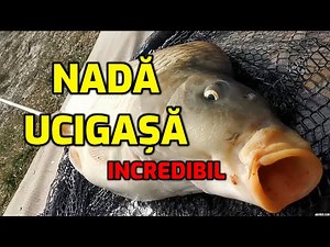 O nadă ucigasa pentru pescuit la crap si caras