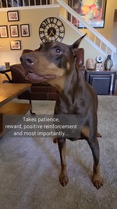 A behind the scenes of how I teach Ruby a new command. It takes patience, reward, positive reinforcement and my secret weapon.. | Rubydoobydo